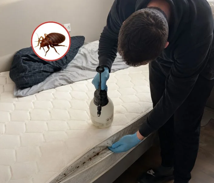 Technicien traitant un matelas contre les punaises de lit à Montcourt-Fromonville